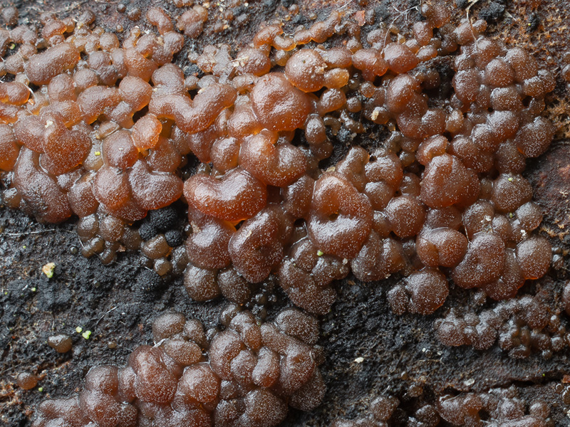 Globulisebacina badioumbrina